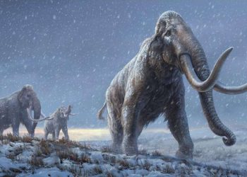 Tập tính và nguồn thức ăn của voi ma mút