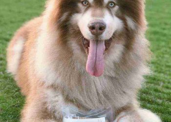 [Giải đáp] Tuổi thọ của chó Alaska là bao nhiêu?