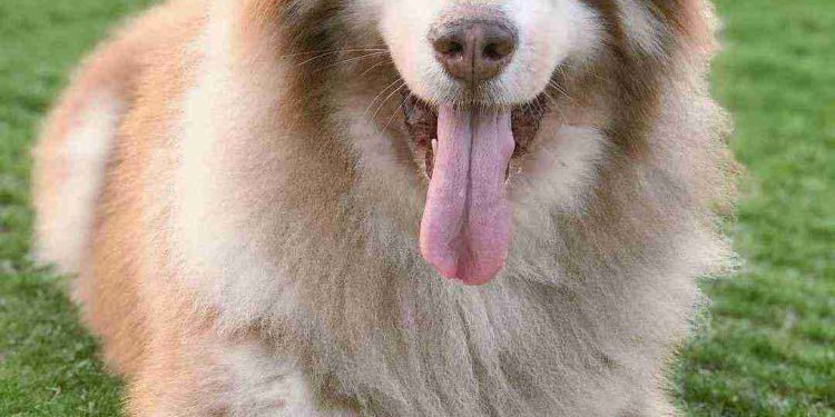 [Giải đáp] Tuổi thọ của chó Alaska là bao nhiêu?
