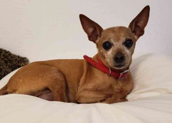 Làm cách nào để nâng cao tuổi thọ của chó Phốc?