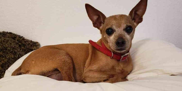 Làm cách nào để nâng cao tuổi thọ của chó Phốc?