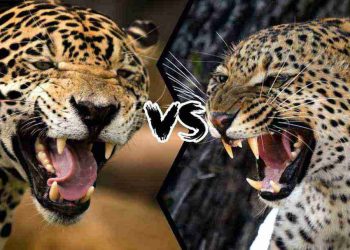 Làm thế nào để phân biệt Báo Hoa Mai và Báo Đốm