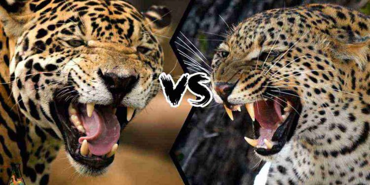 Làm thế nào để phân biệt Báo Hoa Mai và Báo Đốm