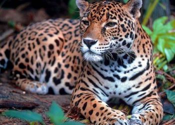 Các tính năng của báo đốm