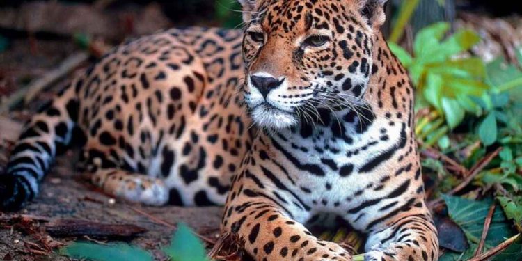 Các tính năng của báo đốm