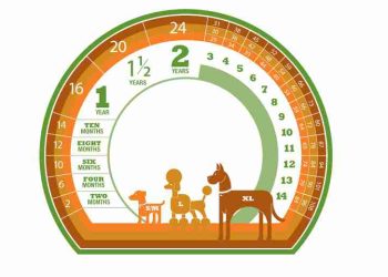 Các chuyên gia dựa vào đâu để tính tuổi của chó?