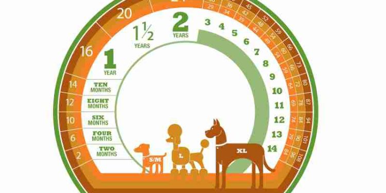 Các chuyên gia dựa vào đâu để tính tuổi của chó?