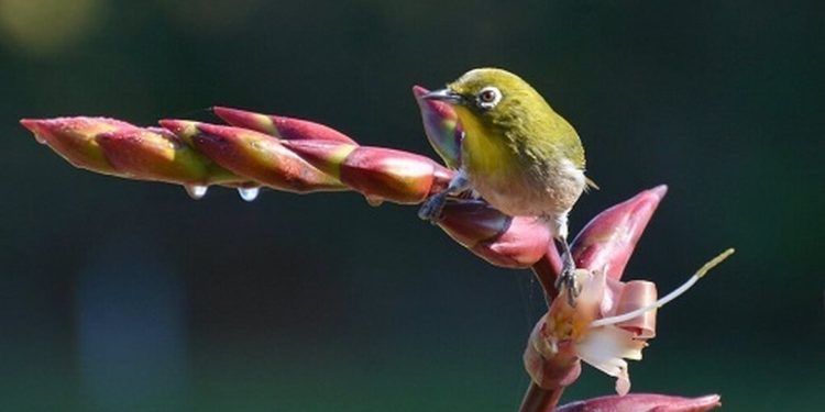 Cho chim Vành Khuyên ăn gì?