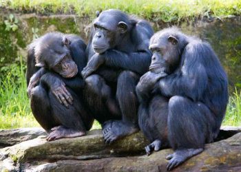 Văn hóa của loài linh trưởng hình thành như thế nào?