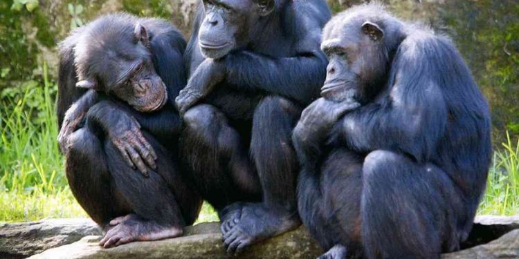 Văn hóa của loài linh trưởng hình thành như thế nào?