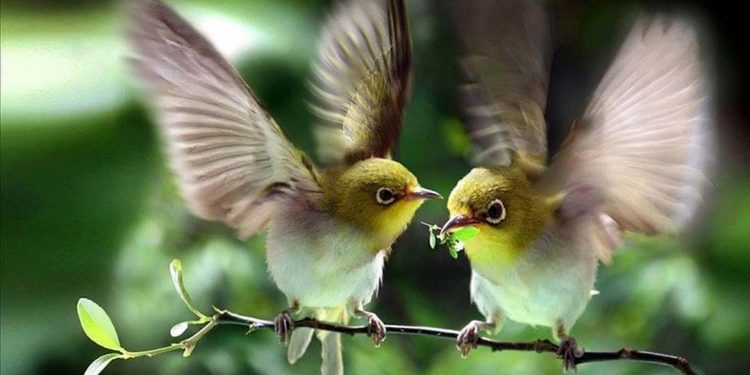 Giá chim vành khuyên là bao nhiêu?