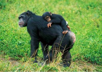 Hắc tinh tinh được sách đỏ IUCN liệt kê là loài đang nguy cấp