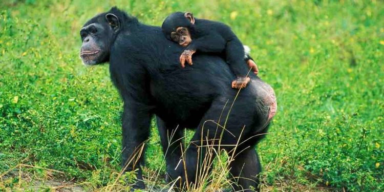 Hắc tinh tinh được sách đỏ IUCN liệt kê là loài đang nguy cấp