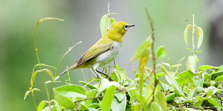 Kỹ thuật nuôi và chăm sóc trong thời gian chưa lên lửa