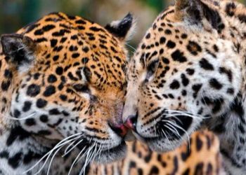 Báo đốm Mỹ sống hạn chế do môi trường sống bị tàn phá