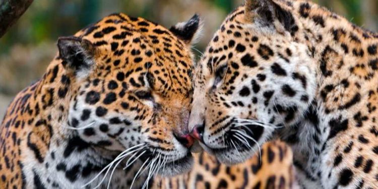 Báo đốm Mỹ sống hạn chế do môi trường sống bị tàn phá