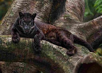 Báo đen là những vận động viên bơi lội cừ khôi