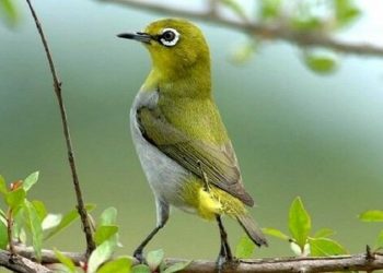 Phân biệt chim vành khuyên trống mái qua vóc dáng