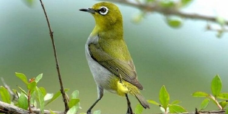 Phân biệt chim vành khuyên trống mái qua vóc dáng