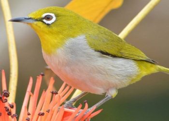 Triệu chứng và chữa trị các bệnh củ chim vành khuyên