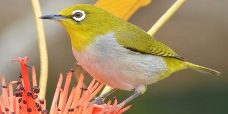 Triệu chứng và chữa trị các bệnh củ chim vành khuyên