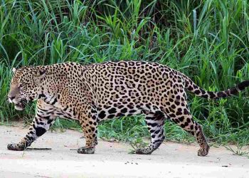 Báo đốm tiến hóa để săn những con mồi nguy hiểm