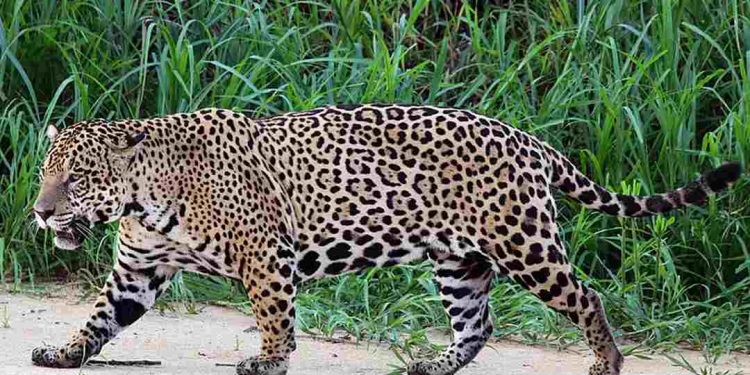 Báo đốm tiến hóa để săn những con mồi nguy hiểm