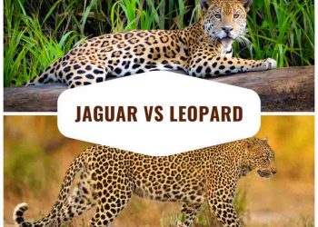 So sánh báo hoa mai và báo đốm có gì khác biệt?