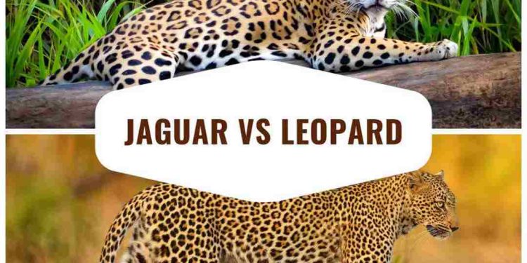 So sánh báo hoa mai và báo đốm có gì khác biệt?