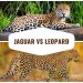 So sánh báo hoa mai và báo đốm có gì khác biệt?