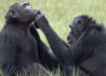 Nghiên cứu về tinh tinh chữa bệnh bằng côn trùng