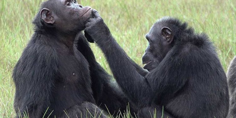 Nghiên cứu về tinh tinh chữa bệnh bằng côn trùng