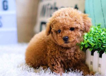 Làm thế nào để nâng cao tuổi thọ của chó Poodle