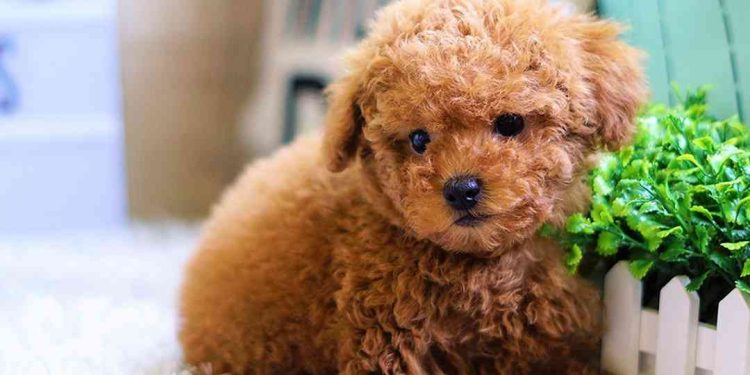 Làm thế nào để nâng cao tuổi thọ của chó Poodle