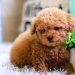 Làm thế nào để nâng cao tuổi thọ của chó Poodle