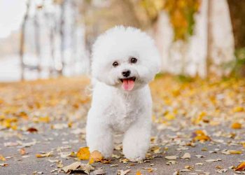 Đặc điểm của Bichon