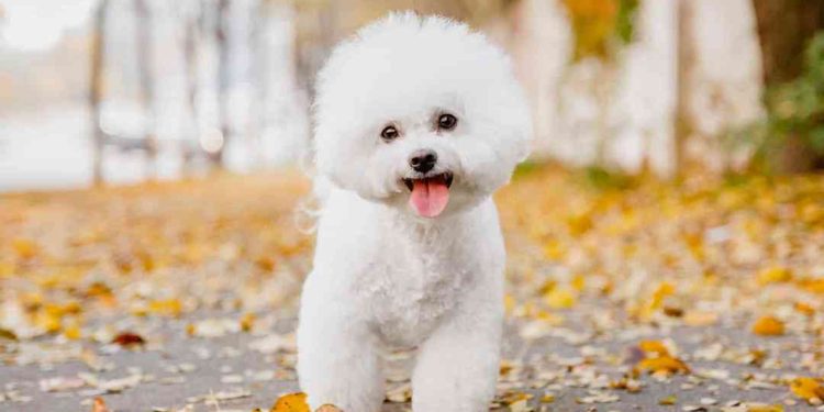 Đặc điểm của Bichon