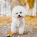 Đặc điểm của Bichon
