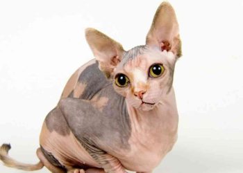 Một số đặc điểm của mèo Sphynx lai