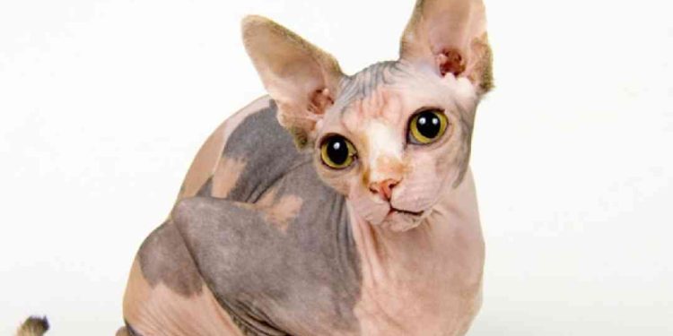 Một số đặc điểm của mèo Sphynx lai
