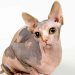 Một số đặc điểm của mèo Sphynx lai