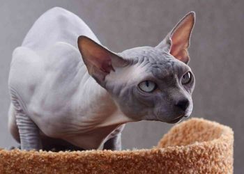 Dòng Peterbald