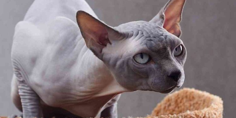 Dòng Peterbald