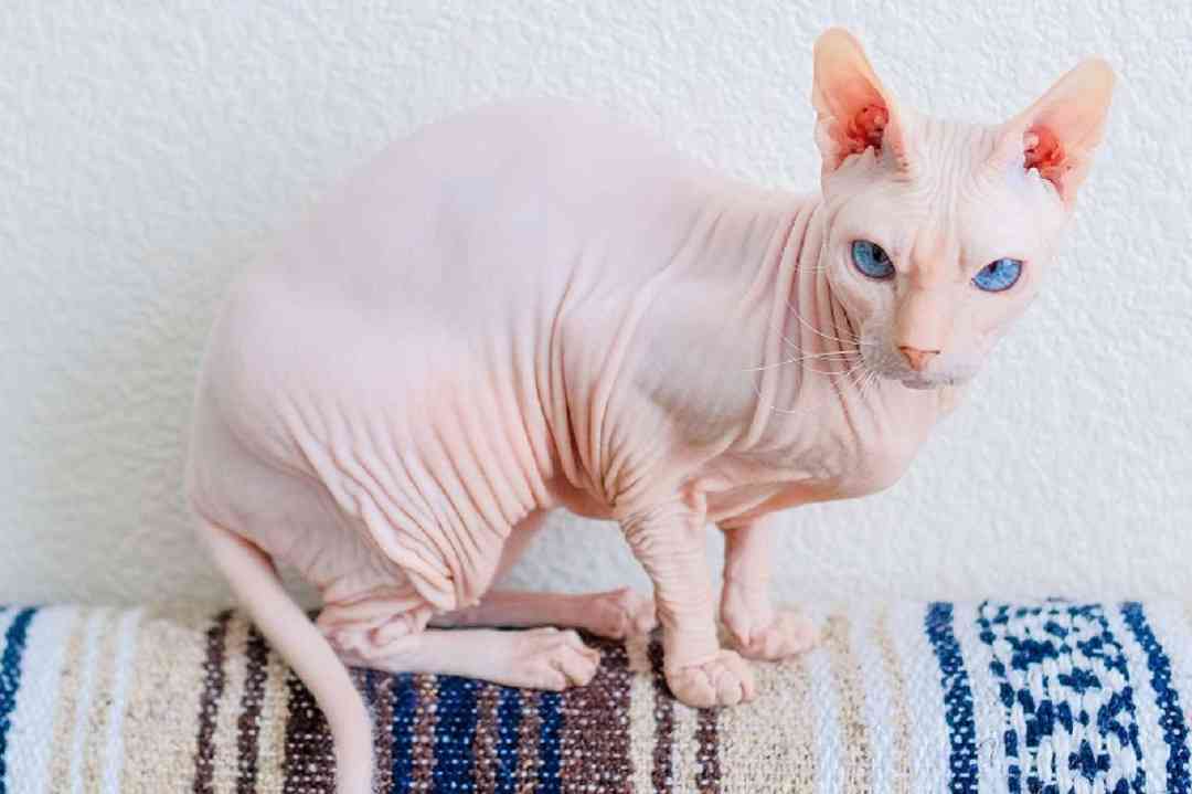 Các tiêu chuẩn của giống mèo Sphynx không lông