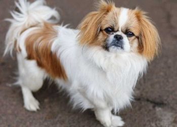 Tìm hiểu về giống chó Bắc Kinh