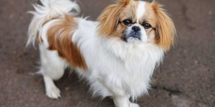 Tìm hiểu về giống chó Bắc Kinh