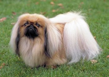 Những lưu ý khi mua chó Bắc Kinh