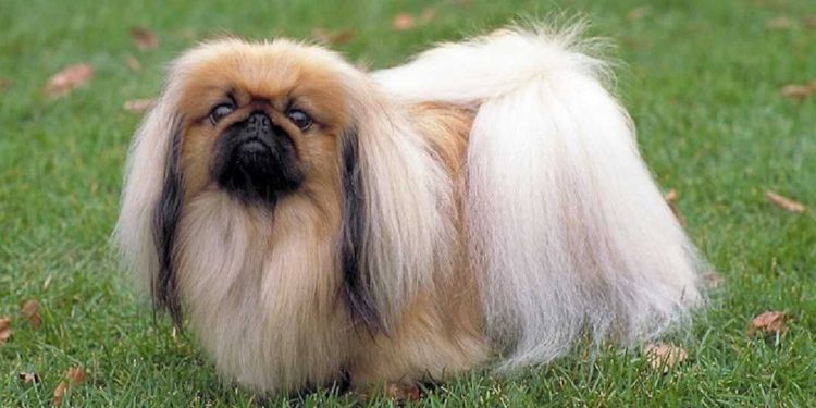 Những lưu ý khi mua chó Bắc Kinh