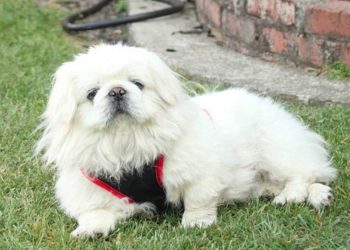 Chó Bắc Kinh lai Nhật lông xù có nguồn gốc từ đâu?
