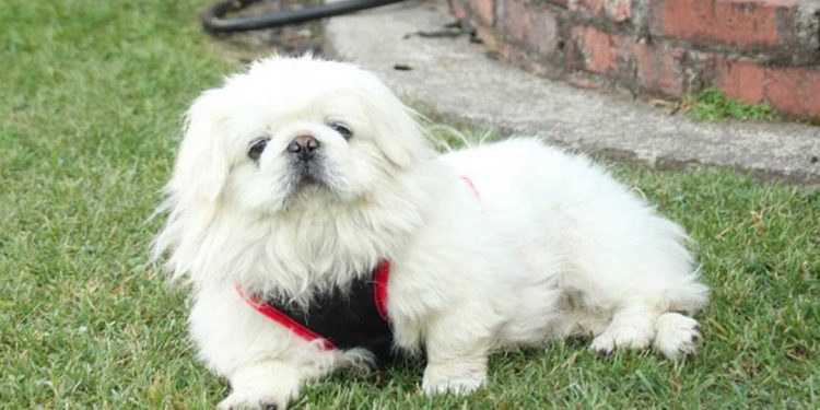 Chó Bắc Kinh lai Nhật lông xù có nguồn gốc từ đâu?